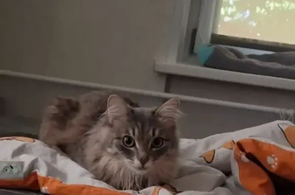 Кошки потеряшки, Москва, фото: Потеряшка кошка на Маршала Жукова, 48к1