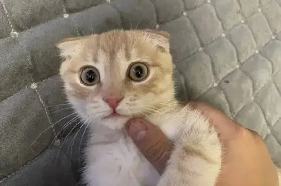 Кошки потеряшки, Тюмень, фото: Потеряшка кошка, Бакинская ул., Тюмень