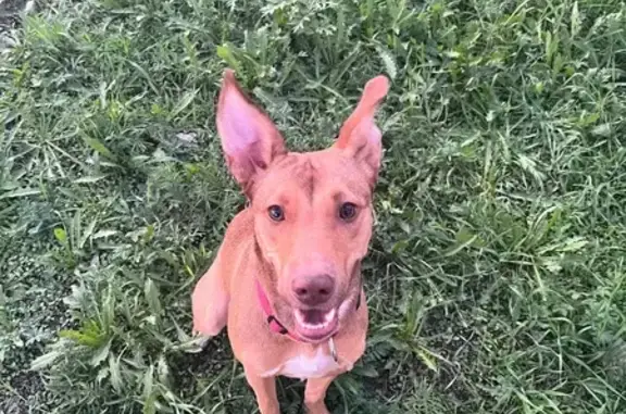 Собака найдена на Рахова, 1, Чита