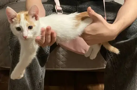 Кошки потеряшки, Темрюк, фото: Потеряшка кошка, ул. Р. Люксембург, 13, Темрюк