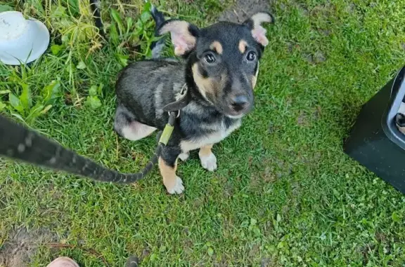 Найдена собака, Пурлово, фото: Найдена собака в Пурлово, МО