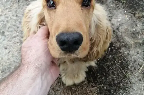 Найдена собака, Свободный, фото: Найдена рыжая собака, ул. М-Чесноковская 176