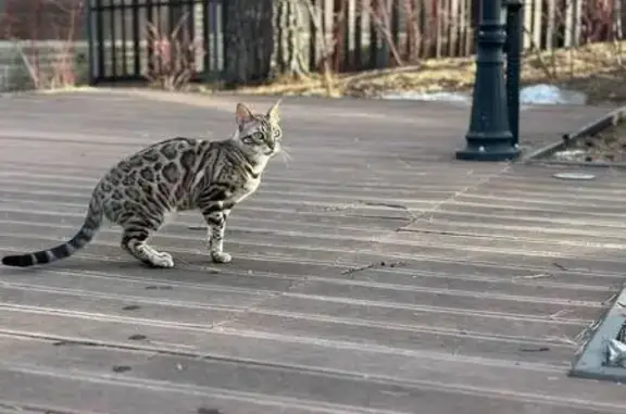 Пропала кошка, Дачная ул., 31, Патроны