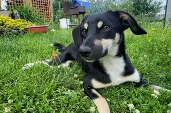 Собака найдена: Кожзаводская 10/1, Бийск