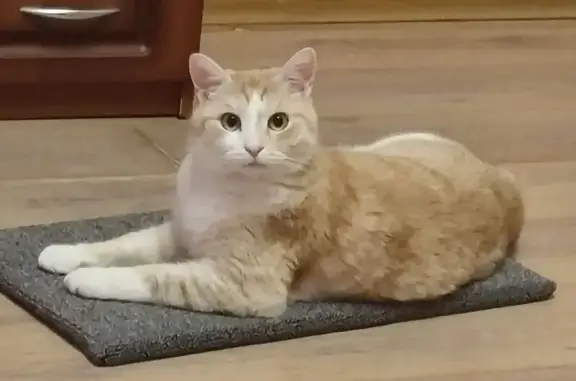 Кошки потеряшки, Вурманкасы, фото: Потеряшка кошка, Рябиновый пер., Вурманкасы