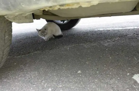 Найдена кошка, Зеленоград, фото: Сиамская кошка найдена: Георгиевский пр. 5с1