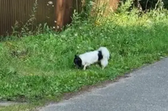 Найдена собака, , фото: Собака найдена: Богородская, Кировская область