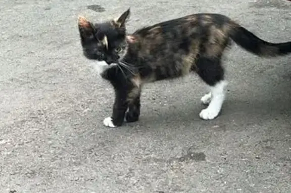 Пропала кошка на ул. Ленина, Мелеуз