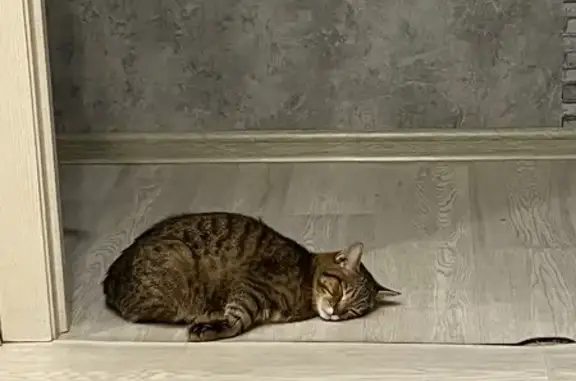 Пропала кошка, Пржевальского 1, Новокузнецк