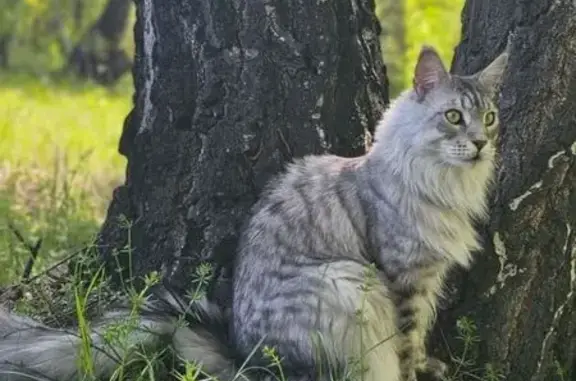 Пропала кошка, Новосибирск, обл.