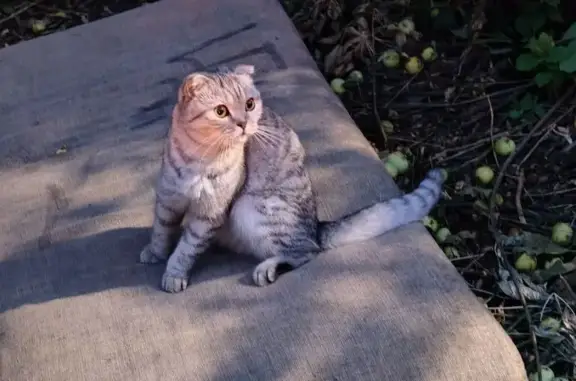 Кошка найдена, ул. Щорса, 47А, Белгород