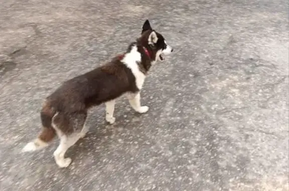 Найдена собака, проспект Ленина, 143