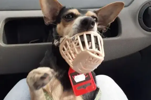 Собаки потеряшки, Шелковичиха, фото: Потеряшка собака, Шелковичиха, 50Н-2107п2