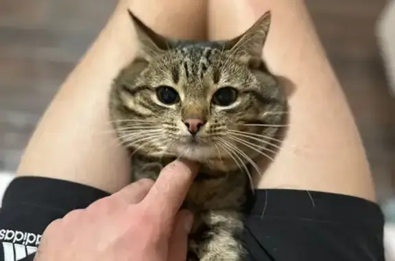 Пропала кошка, ул. Неделина, 22А, Воронеж