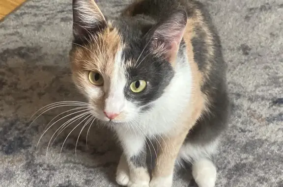 Кошки потеряшки, Москва, фото: Потеряшка кошка, Каспийская ул., 30 к5