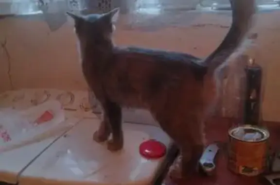 Пропала кошка на Байзакова, 11, Шымкент - photo