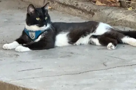 Кошка найдена: ул. Алексеева, 1А, Астрахань