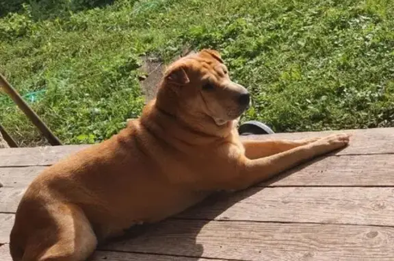 Собаки потеряшки, Тула, фото: Потеряшка собака, Комарская ул., Тула