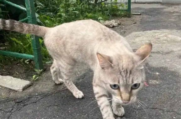 Голубоглазый кот найден, пр. Героев 8, Балашиха