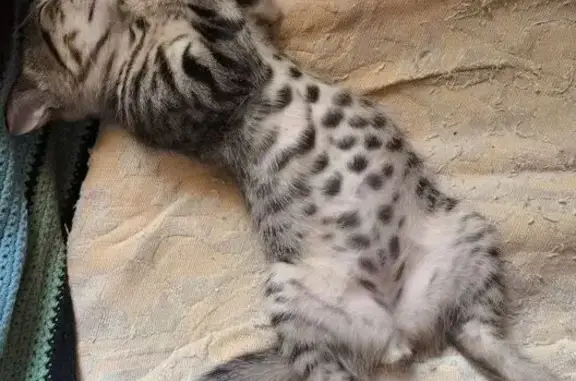 Кошки потеряшки, Симферополь, фото: Потеряшка котёнок на ул. Спера, 48, Симферополь