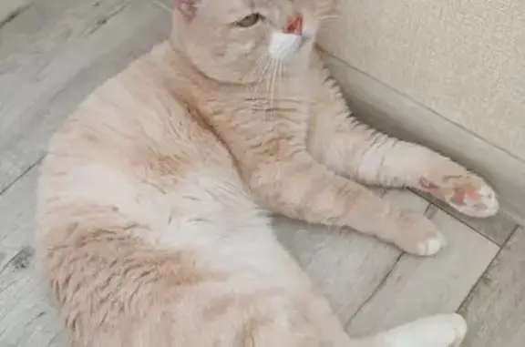 Кошки потеряшки, Маганск, фото: Потеряшка кот, 04Н-158, Маганск