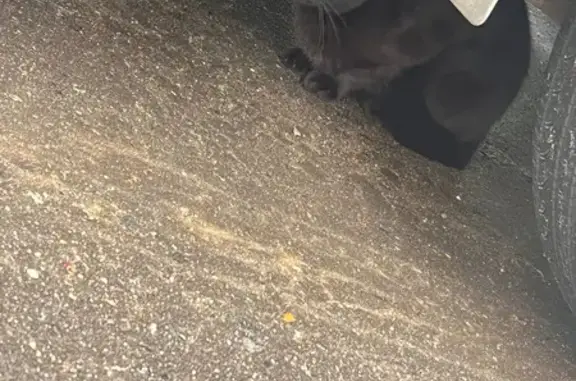 Кошки найдены: проспект Героев, 8, Балашиха