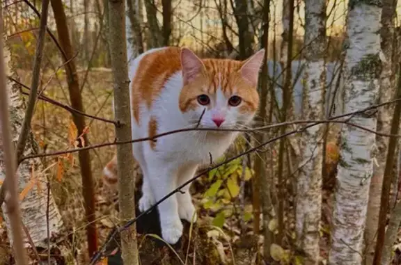 Кошки потеряшки, , фото: Потеряшка кошка, СНТ Нева, 10-я линия
