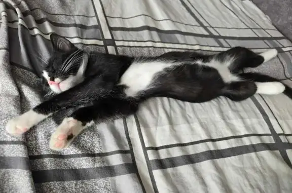 Кошки потеряшки, Полысаево, фото: Потеряшка кошка, Бакинская ул. 1, Полысаево