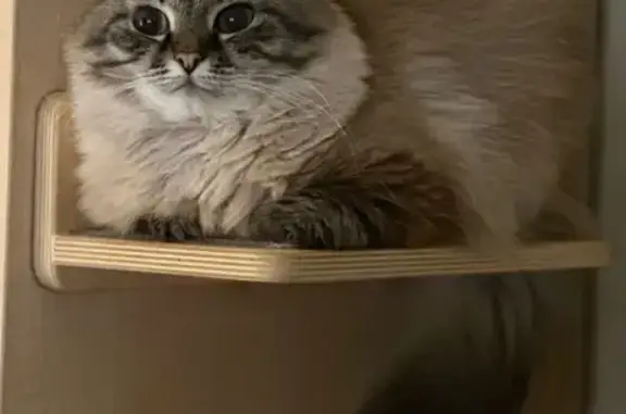 Кошки потеряшки, Вологодская область, фото: Потеряшка кошка, Палшемское, Кирилловский район