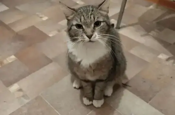Кошки потеряшки, Мурино, фото: Потеряшка кошка, Шувалова 48, Мурино