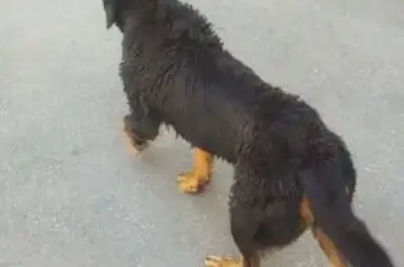 Собака найдена: Кадетская линия В.О., 1-3