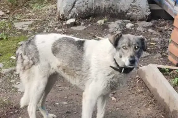 Найдена собака, Москва, фото: Найдена собака, ул. Рябиновая, 53А, стр. 2