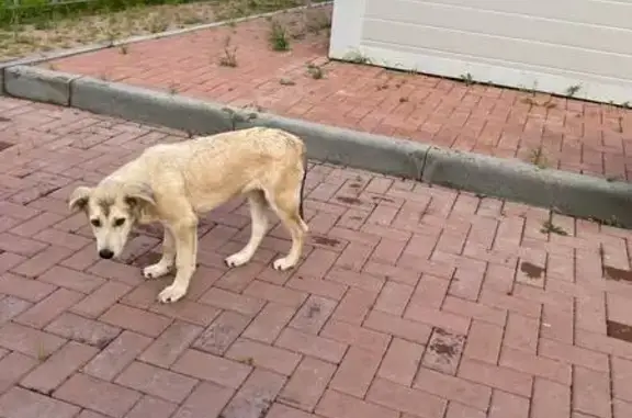Светлая собака найдена на Лесников, 43