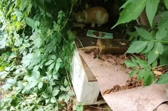 Найдена кошка на Мироновской, Москва