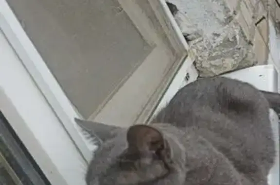 Кошки потеряшки, Ростов-на-Дону, фото: Потеряшка кошка, Немировича-Данченко 78к4