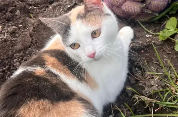 Пропала кошка, Прудово — Рамешки — Заручье