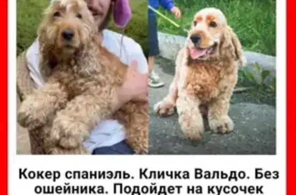 Пропала собака, Горки-2, дом 35