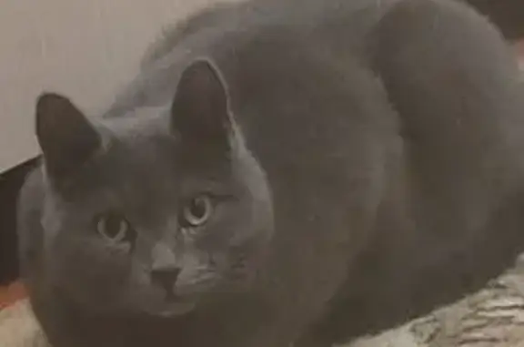 Пропала кошка, Кировский с/с, Алтайский край