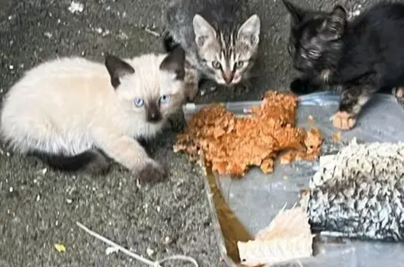 Пропала кошка, бульвар Пионеров, Воронеж