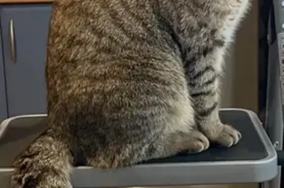 Пропала кошка, Оренбург, Тоцкий пер. 28