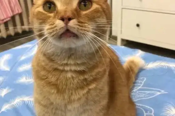 Пропала кошка на Лесной, 1, Тверецкий