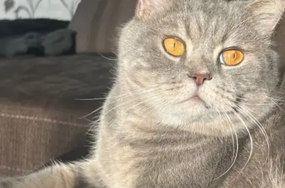 Кошки потеряшки, Кызыл, фото: Потеряшка кошка, Горная ул. 30, Кызыл