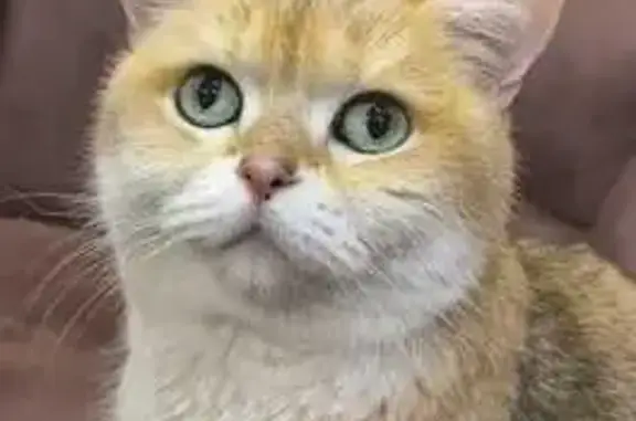 Пропала кошка, ул. Правобережная 36, Крд