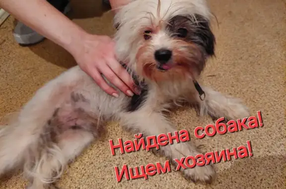 Найдена собака, Челябинск, фото: Найдена собака, Челябинск, тропа «Лесные сказки»