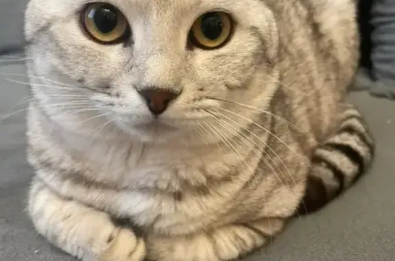 Пропал кот, ул. Горького 50/1, Волжский