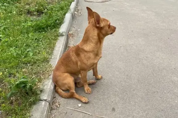 Собака найдена: ул. Левитана, 26, Владимир