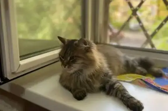 Кошки потеряшки, Новотроицк, фото: Потеряшка кошка, пр. Металлургов 18, Новотроицк