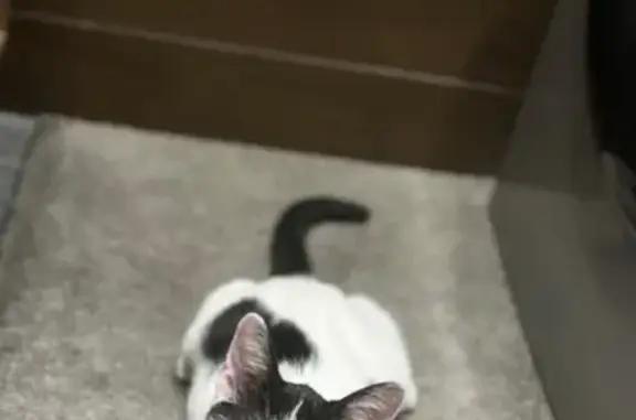 Пропала кошка, ул. Гагарина 4, Неман