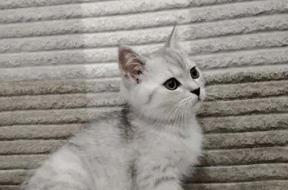 Кошки потеряшки, Павлово, фото: Потеряшка кошка, ул. Новаторов, 1, Павлово