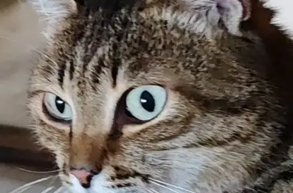 Найдена кошка, Пермь, фото: Кошка найдена: ул. Пожарского, 14, Пермь